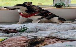 Siberian Husky dogs for sale: Rehome for 1 year old Bella. - Image 4