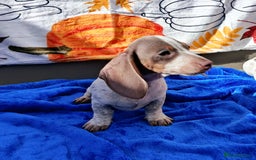 Miniature Dachshund dogs for sale: Fully vac RAINBOW MIX MINI DAXI KC REG PRA CLR - Image 7