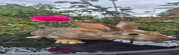 New Zealand rabbits for sale: Frendly New Zealand Eating and drinking already - Advert 11