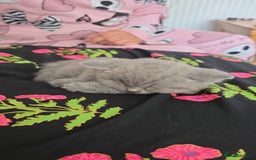 British Shorthair cats for sale: Beautiful British shorthair kittens - Image 21