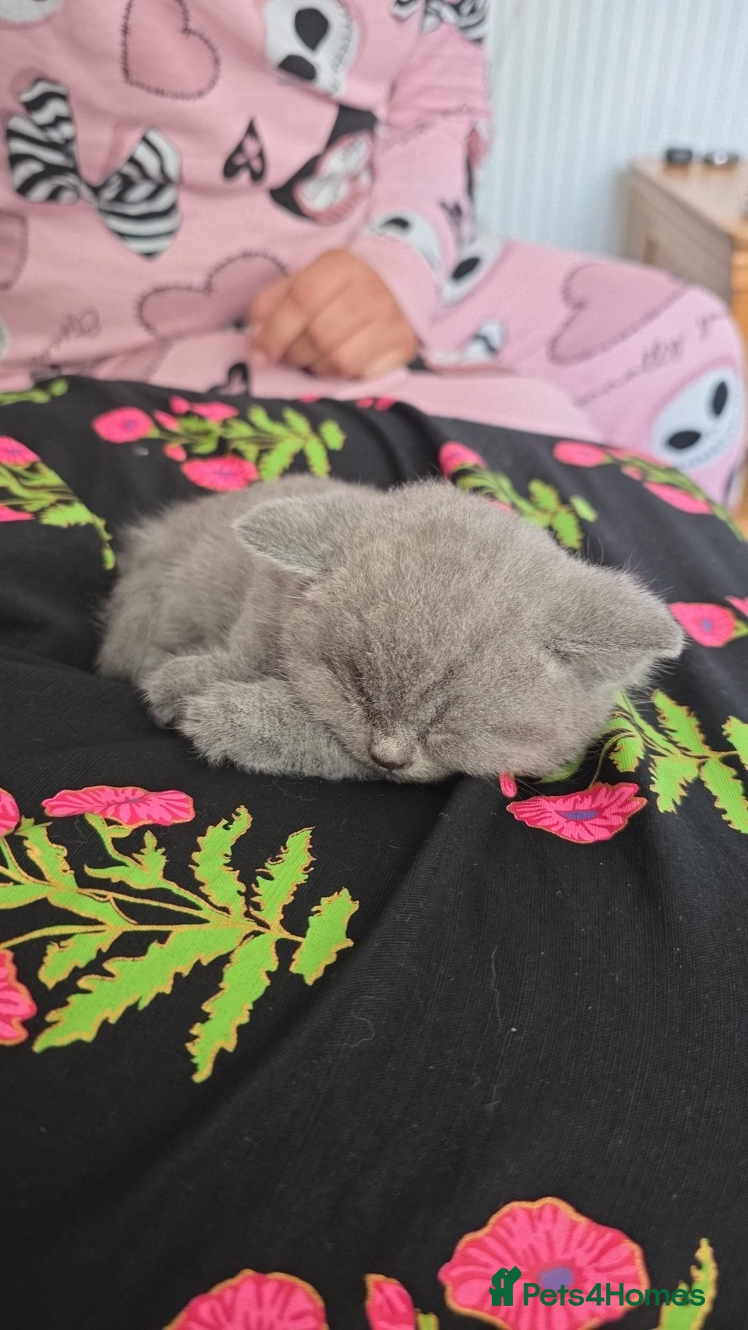 British Shorthair cats for sale: Beautiful British shorthair kittens - Image 21