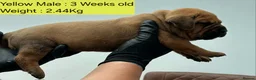 Boerboel dogs for sale: Boreboel (Bella) gave birth, 3 girls left - Advert 7