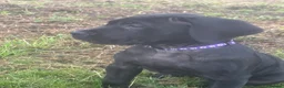 Presa Canario dogs for sale: Female Presa Canario (10 weeks) in Coventry - Advert 2