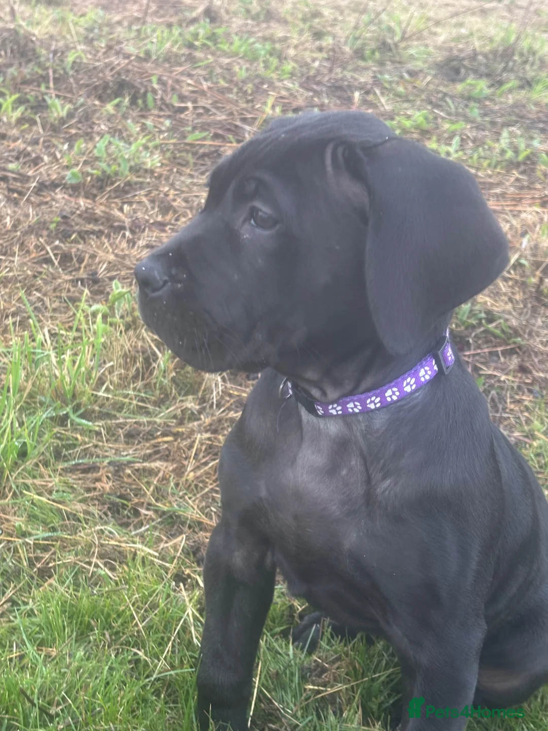 Presa Canario dogs for sale: Female Presa Canario (10 weeks) in Coventry - Advert 2