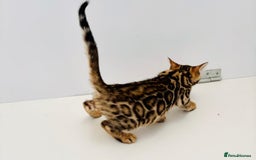Bengal cats for sale: Brown rosetted male bengal kittens, TICA reg - Image 4