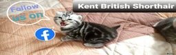 British Shorthair cats for stud: BSH Classic Silver Tabby  in Rochester - Advert 13