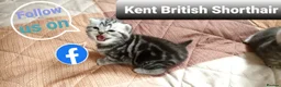 British Shorthair cats for stud: BSH Classic Silver Tabby  in Rochester - Advert 13