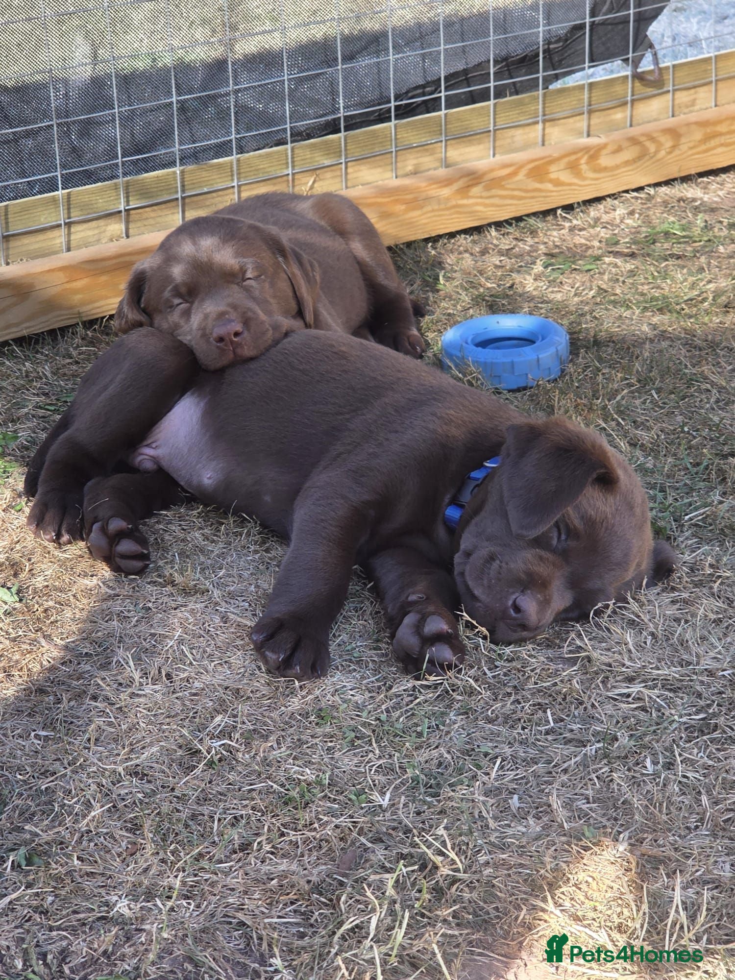 Labrador Retriever dogs KC registered, Chocolate Labrador Puppies - Advert 2
