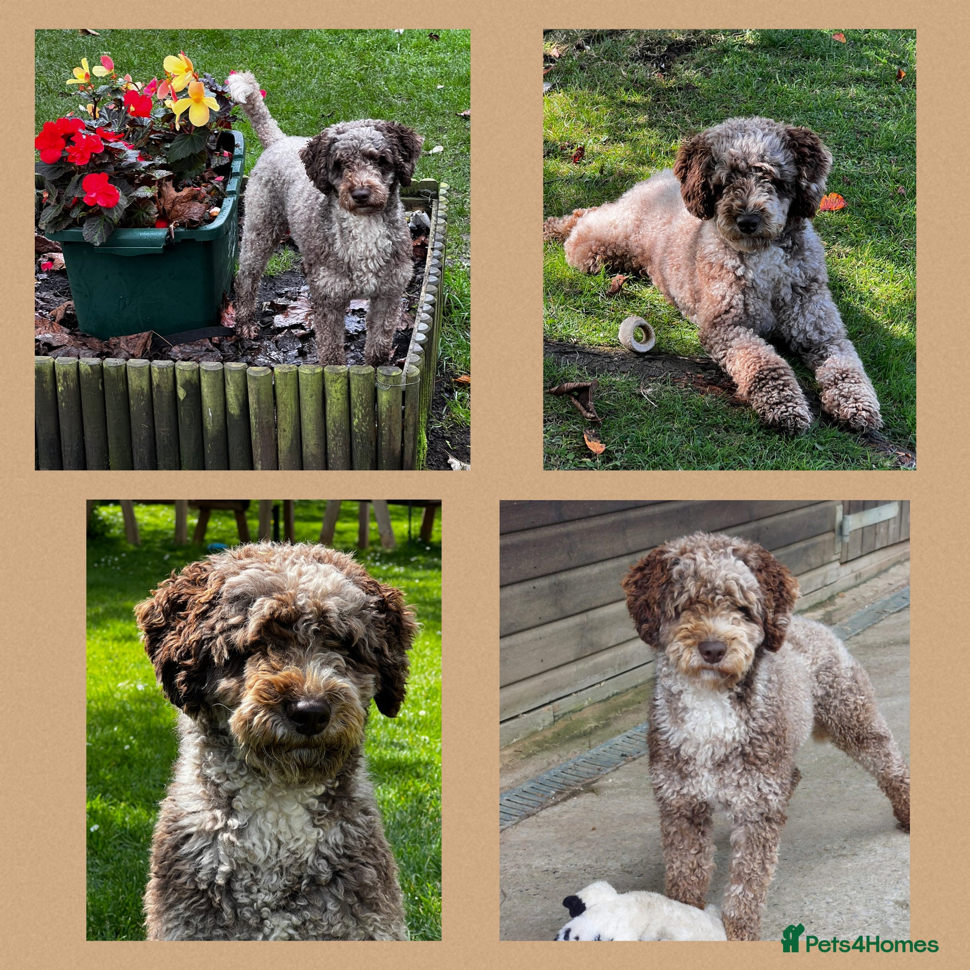 Miniature Poodle dogs Chocolate Merle Miniature Poodle Fully DNA Tested in Radstock - Advert 23