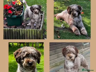 Miniature Poodle dogs Chocolate Merle Miniature Poodle Fully DNA Tested in Radstock - Advert 23