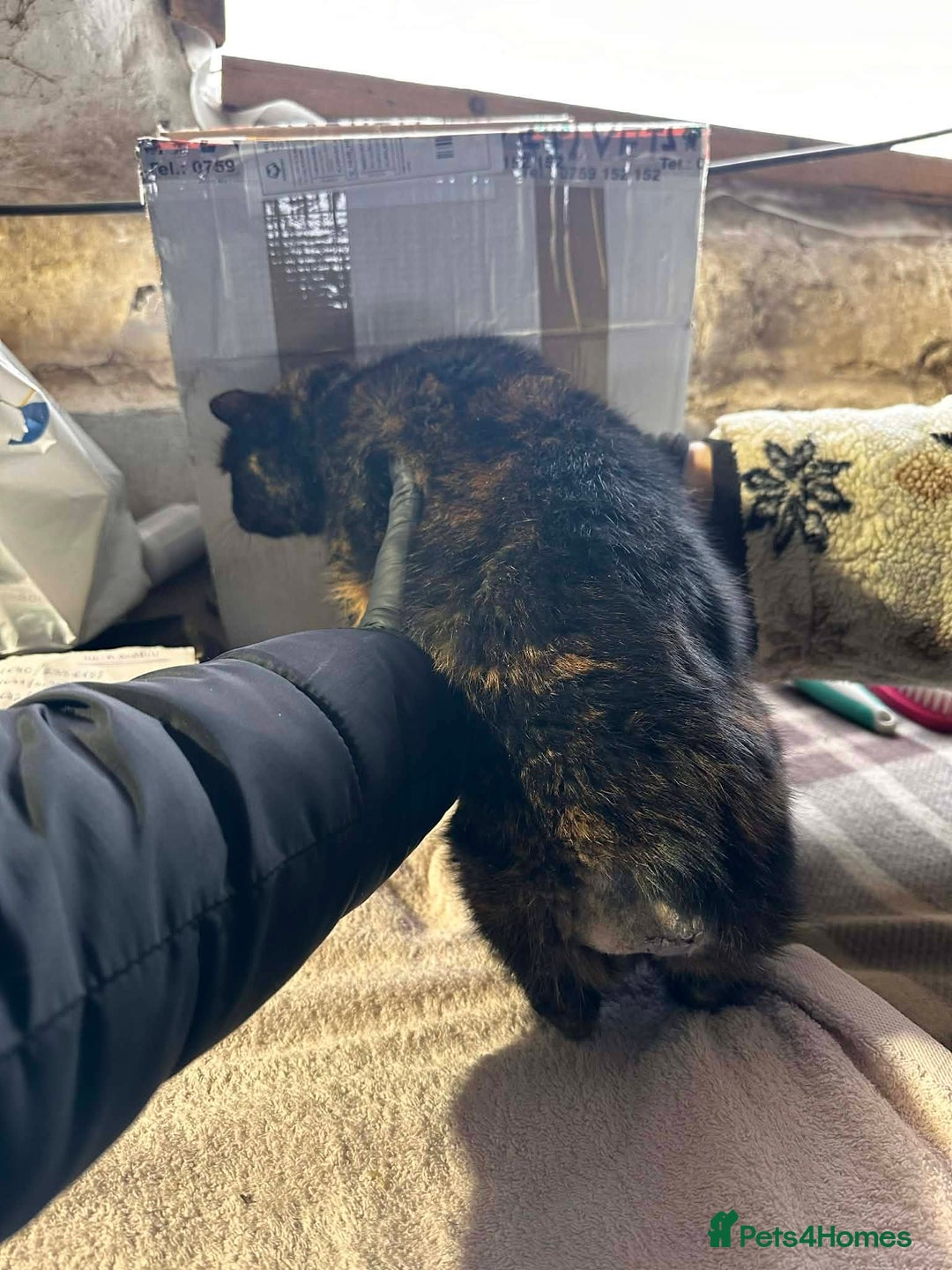 Mixed Breed cats for adoption: Ella for adoption - Advert 3