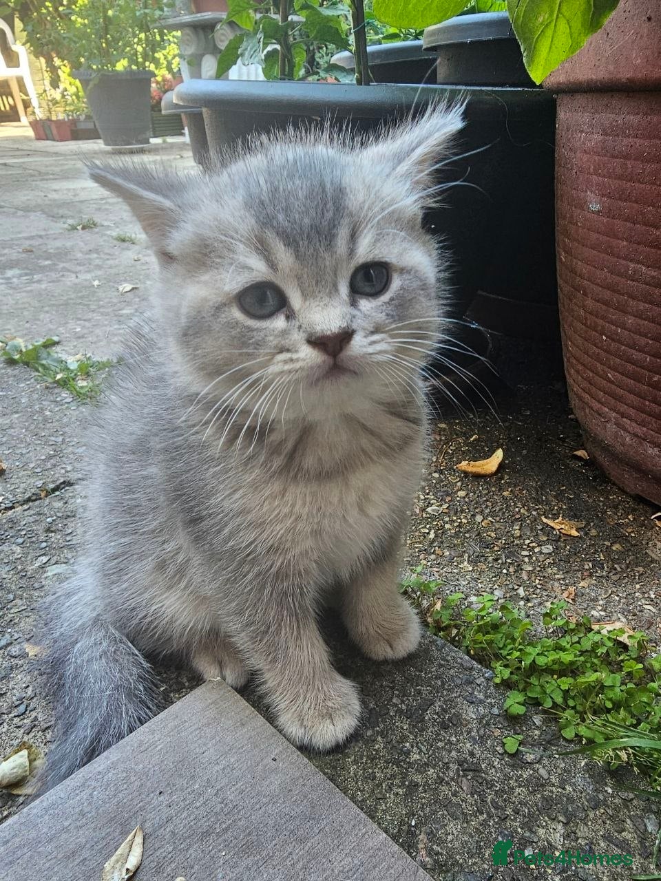 British Shorthair cats Blue Eyes British Shorthair - Advert 5