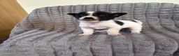 Jack Russell dogs for sale: Dan smith  - Advert 7