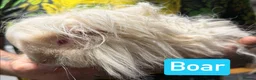 Guinea Pig rodents for sale: Breeding herd of Lunkarya - Advert 7