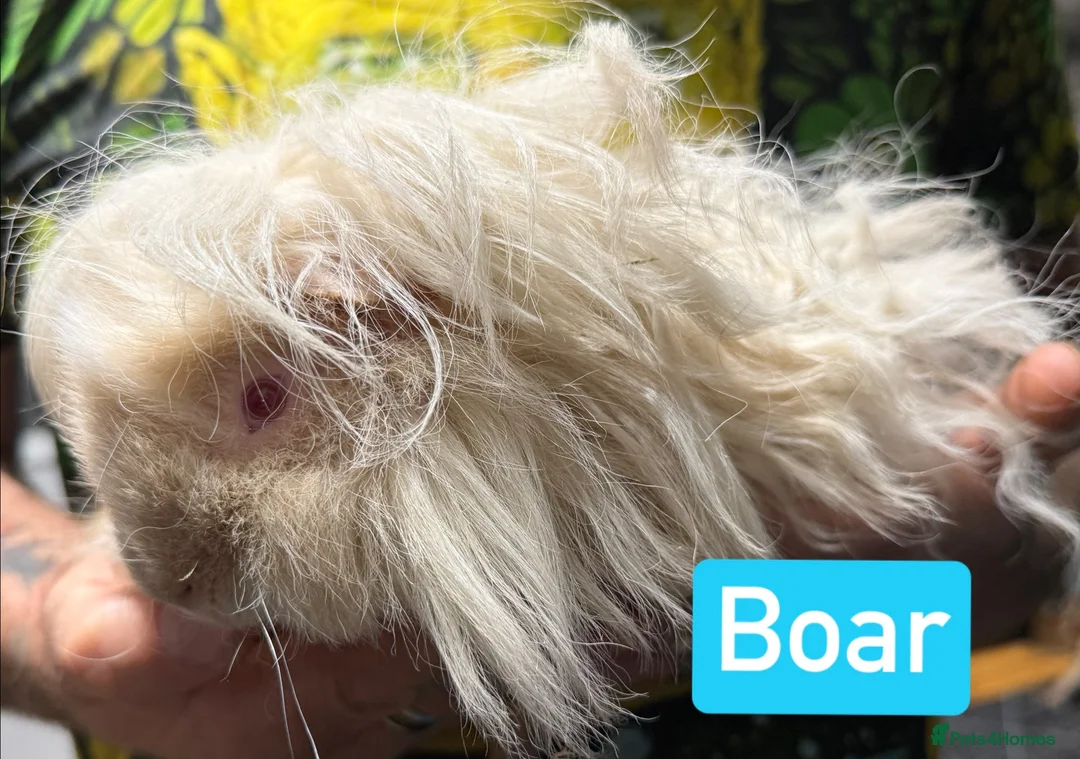 Guinea Pig rodents for sale: Breeding herd of Lunkarya - Advert 7
