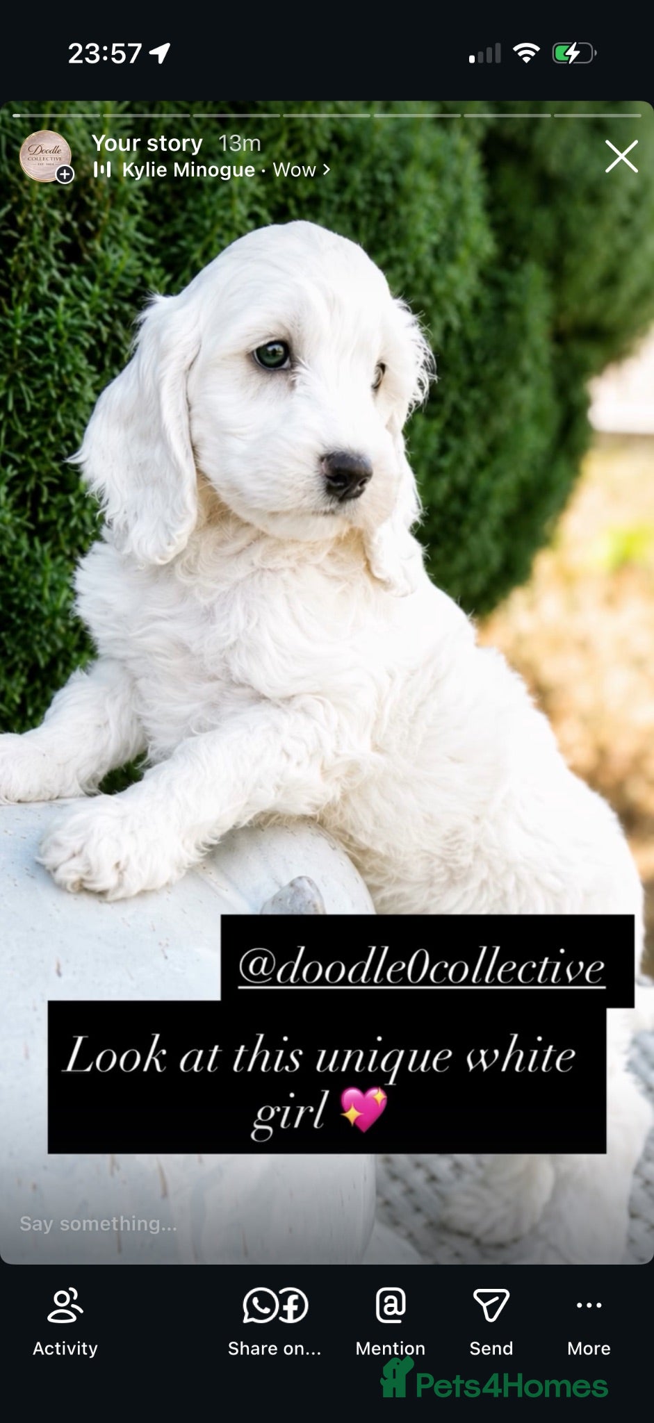 Cockapoo dogs Stunning unusual cockapoos  - Advert 1