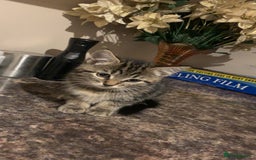 Mixed Breed cats for sale: Kittens for sale - Image 2