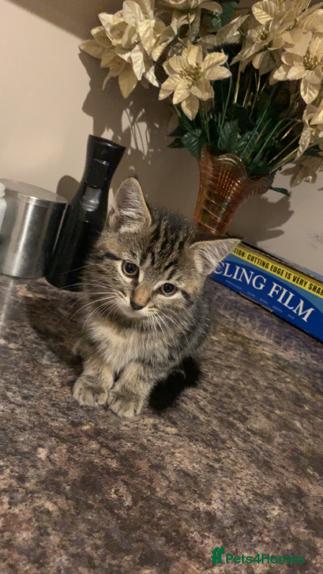 Mixed Breed cats for sale: Kittens for sale - Image 2