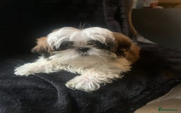 Shih Tzu dogs for sale: Shih Tzu puppies 1 BOY LEFT fully vaccinated  - Image 29