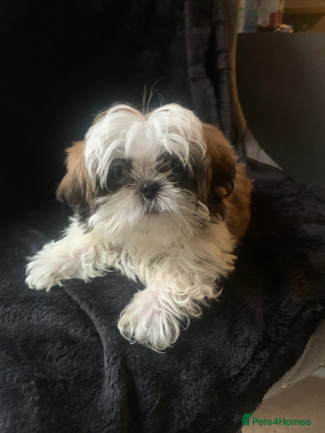Shih Tzu dogs for sale: Shih Tzu puppies 1 BOY LEFT fully vaccinated  - Image 29