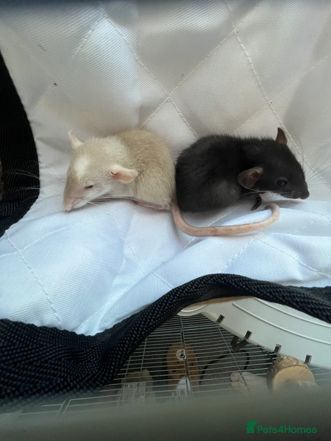 Rat rodents for sale: 2 Dumbo rats - Advert 7