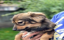 Mixed Breed dogs for adoption: 💖🐶 LESYA 🐶💖 - Image 9