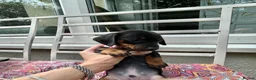 Jackshund dogs for sale: Adorable Dachshund x Jack Russell Puppies  - Advert 16