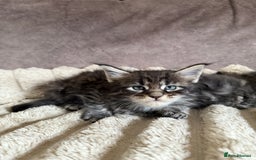 Maine Coon cats for sale: XL Russian Cubs 🇷🇺 ❤️ - Image 9
