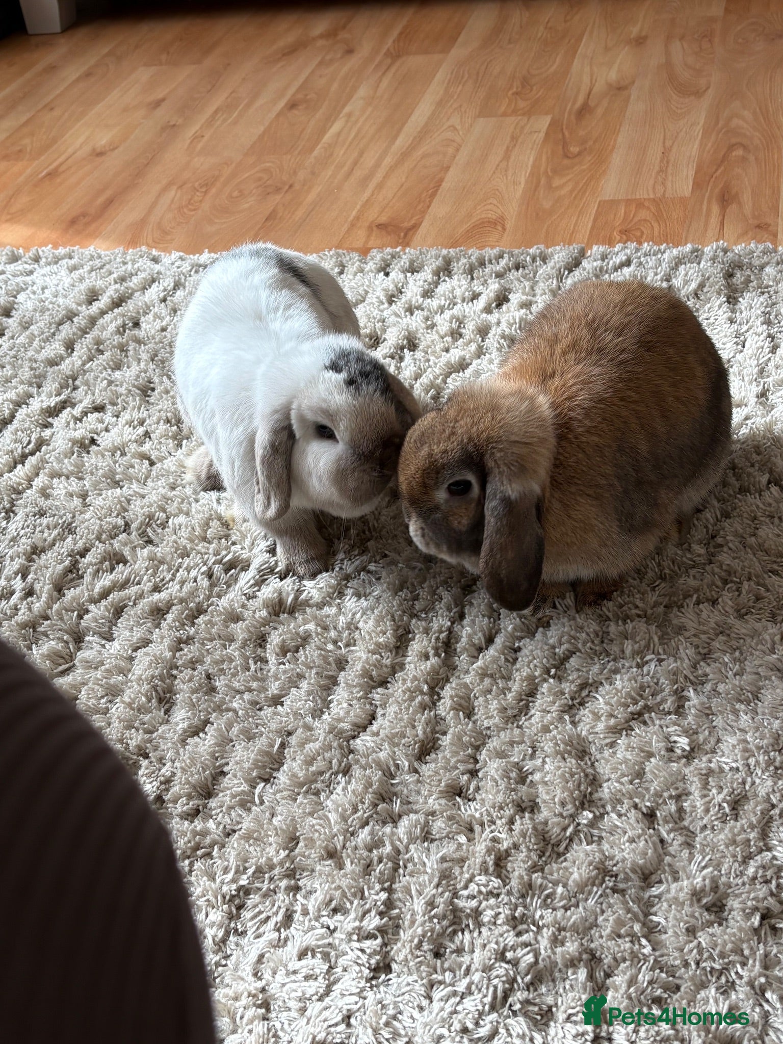 English Lop rabbits Two beautiful Buns  - Advert 3