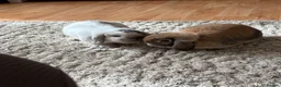 English Lop rabbits for sale: Two beautiful Buns  in Newton Abbot - Advert 1