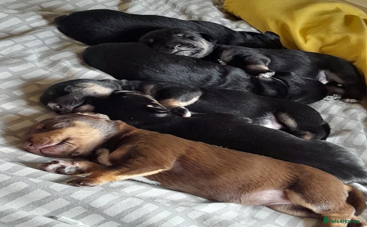 Mixed Breed dogs - Advert 4