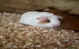 Guinea Pig rodents for sale: gorgeous baby guinea pigs for sale - Image 1