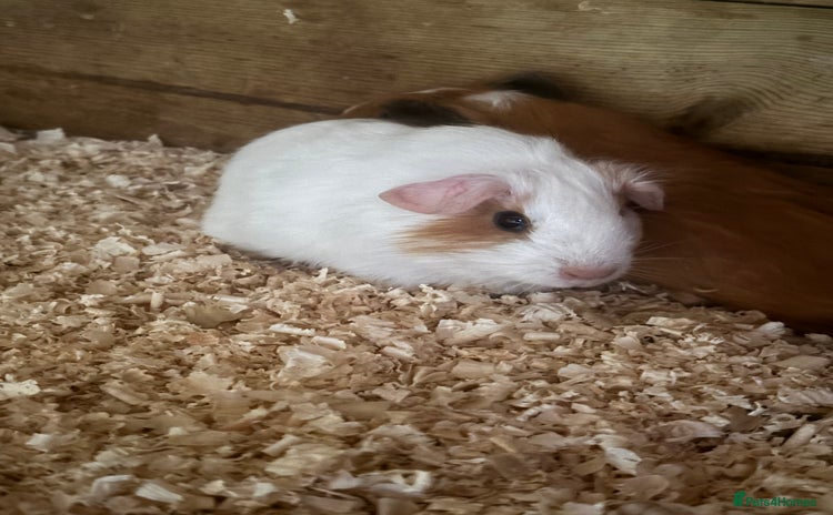 Guinea Pig rodents - Advert 13