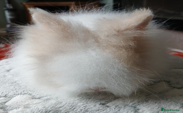 Lionhead rabbits - Advert 4