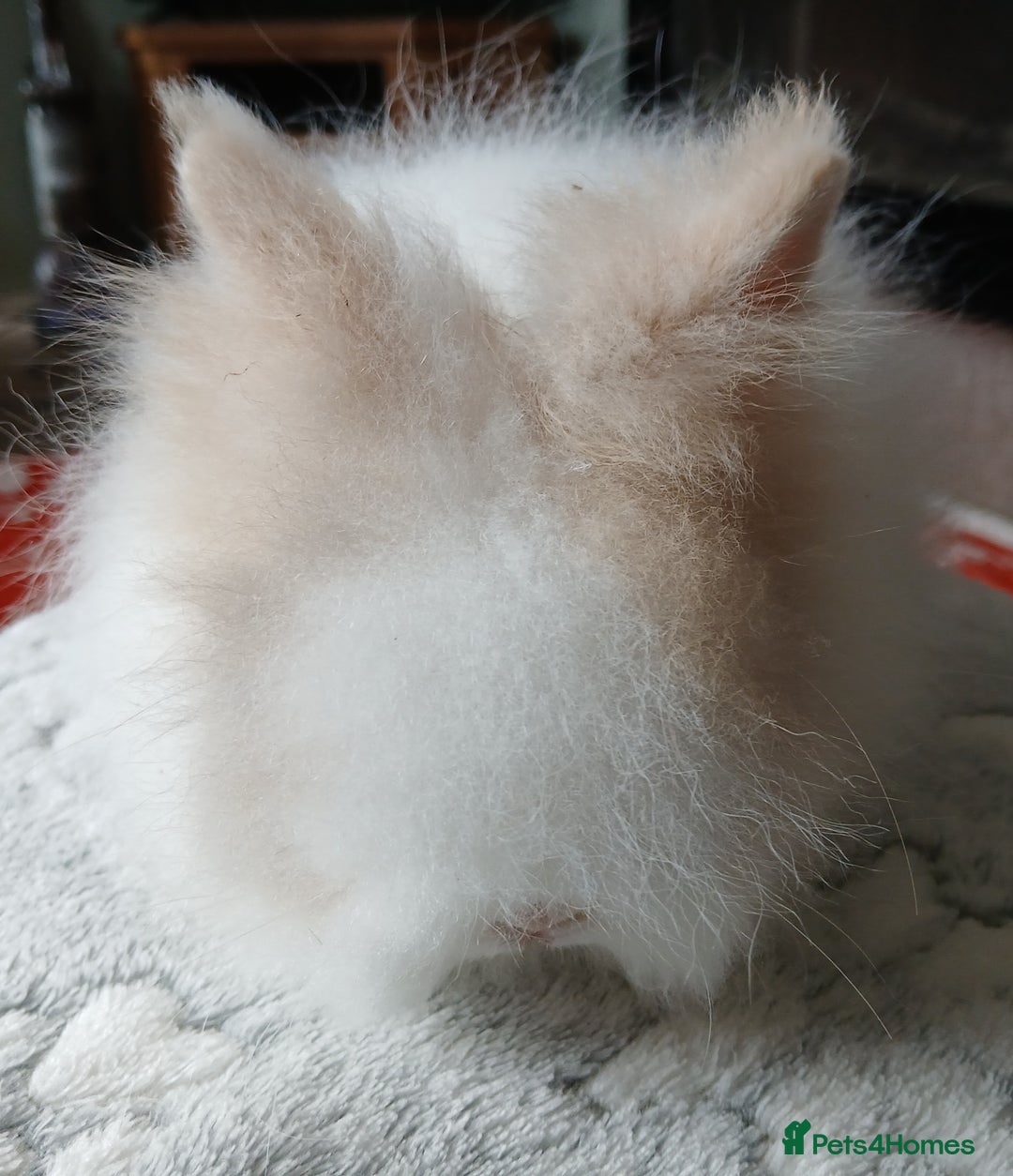 Lionhead rabbits for sale: Stunning DM Lionhead female baby rabbits  - Image 1
