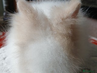 Lionhead rabbits - Advert 3