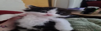 Mixed Breed Kitten 1