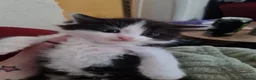 Mixed Breed cats for sale: 1x fluffy boy 1x short hair girl in Truro - Advert 5