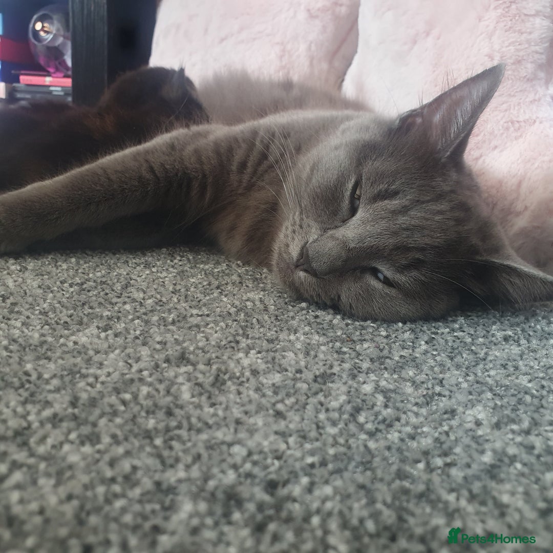 British Longhair cats for sale: Beautiful Black kittens (1 left 4 sold) - Image 5