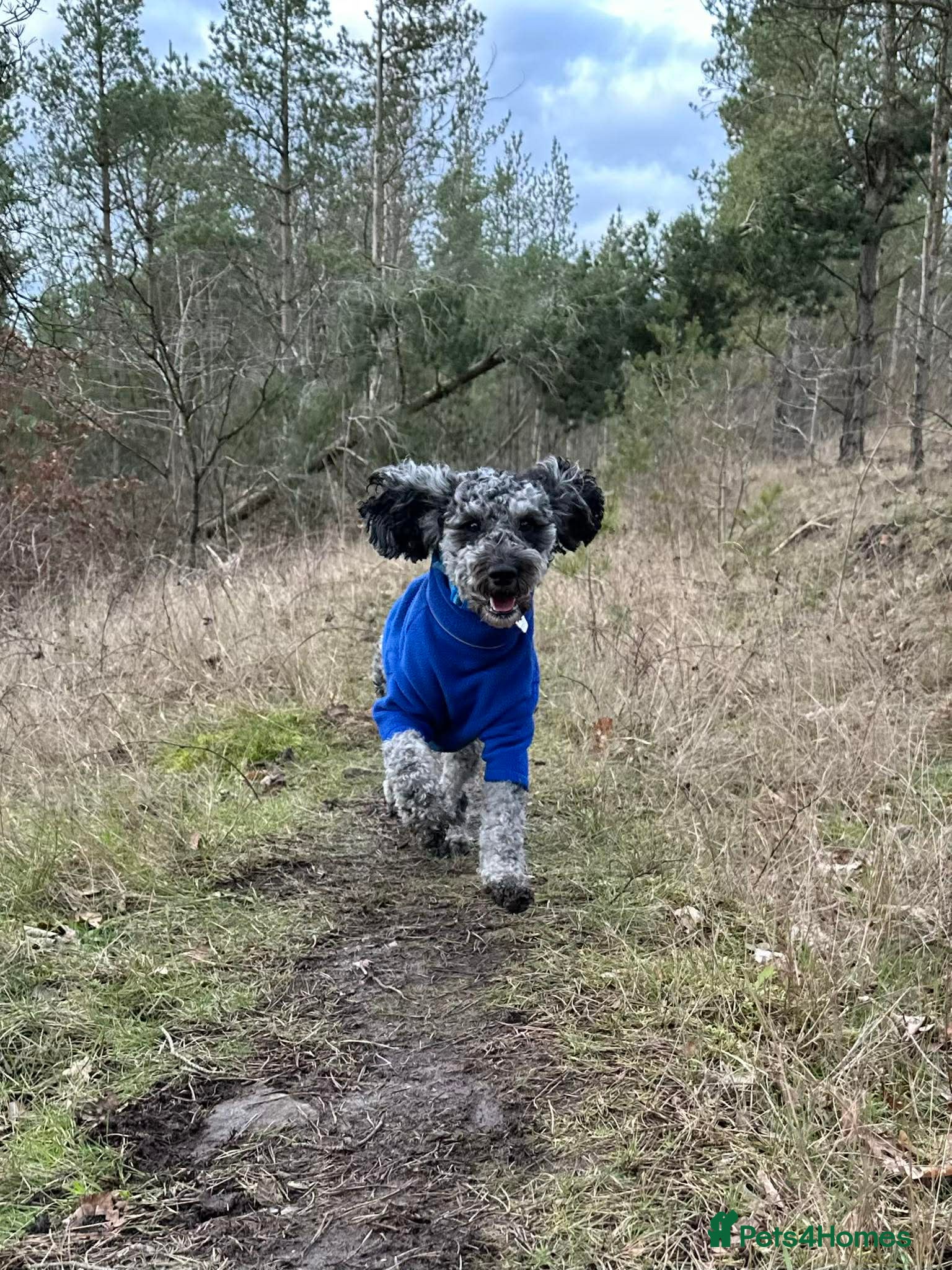 Cockapoo dogs for stud: Handsome Merle for Stud - Advert 5