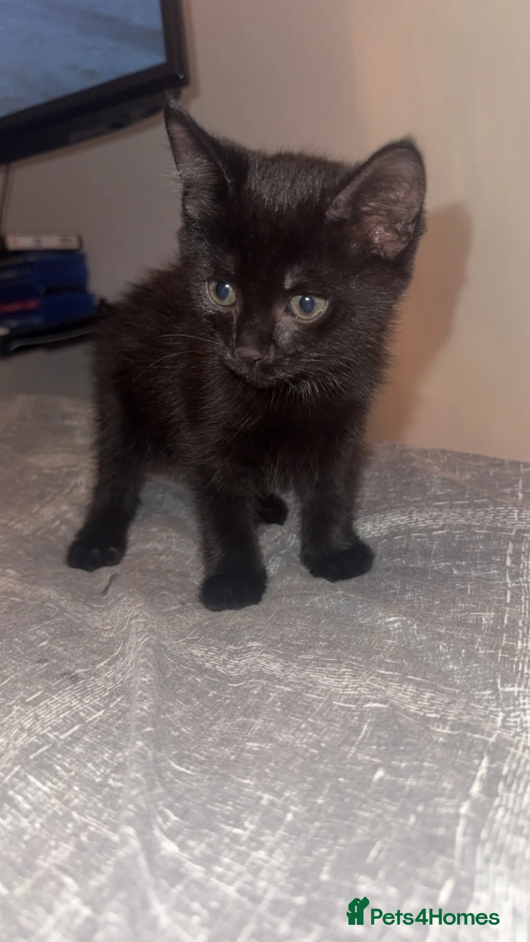 British Shorthair cats for sale: Kittens for sale !  in Taunton - Advert 6