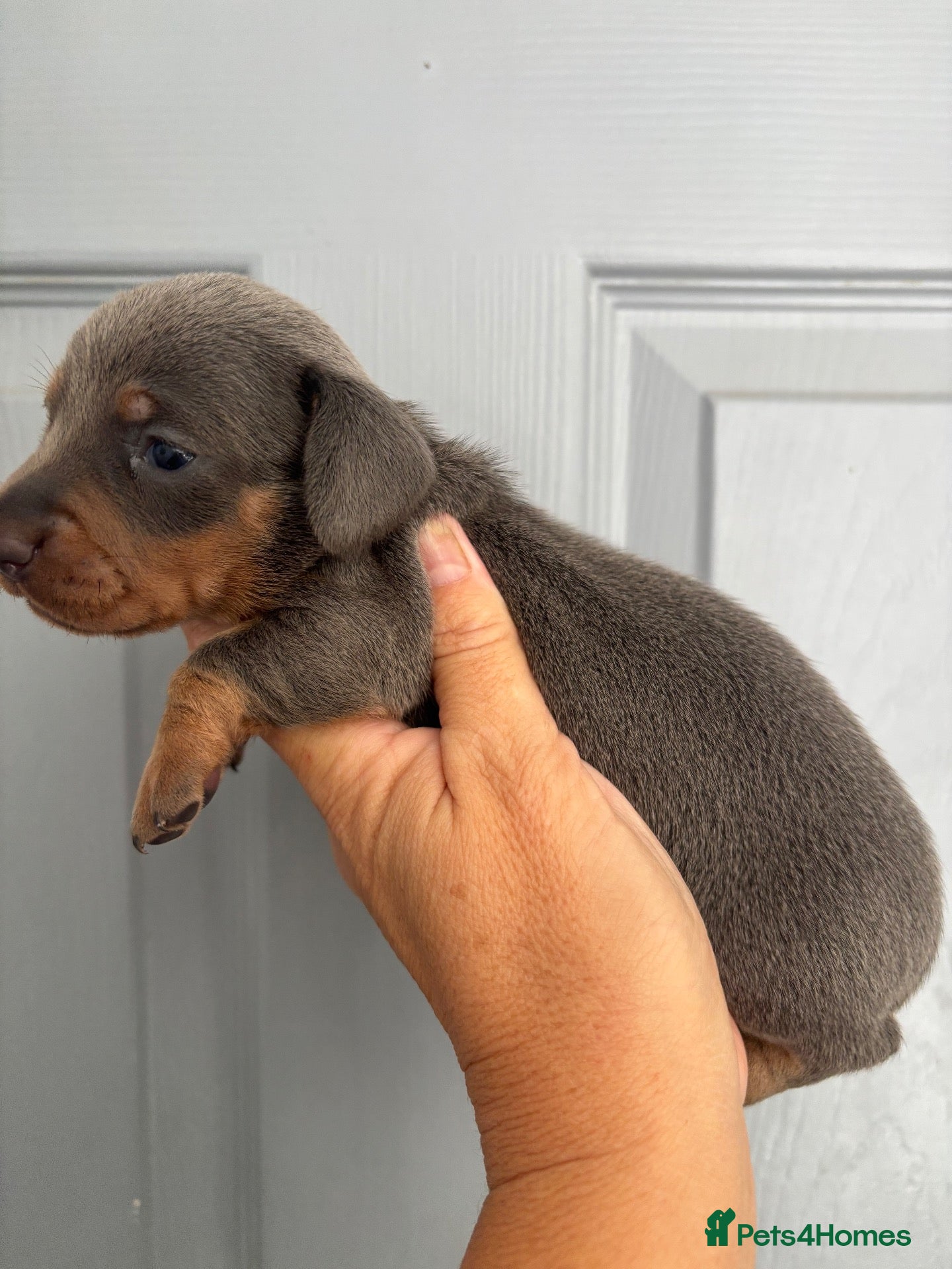 Dachshund dogs Miniature dachshund - Advert 10