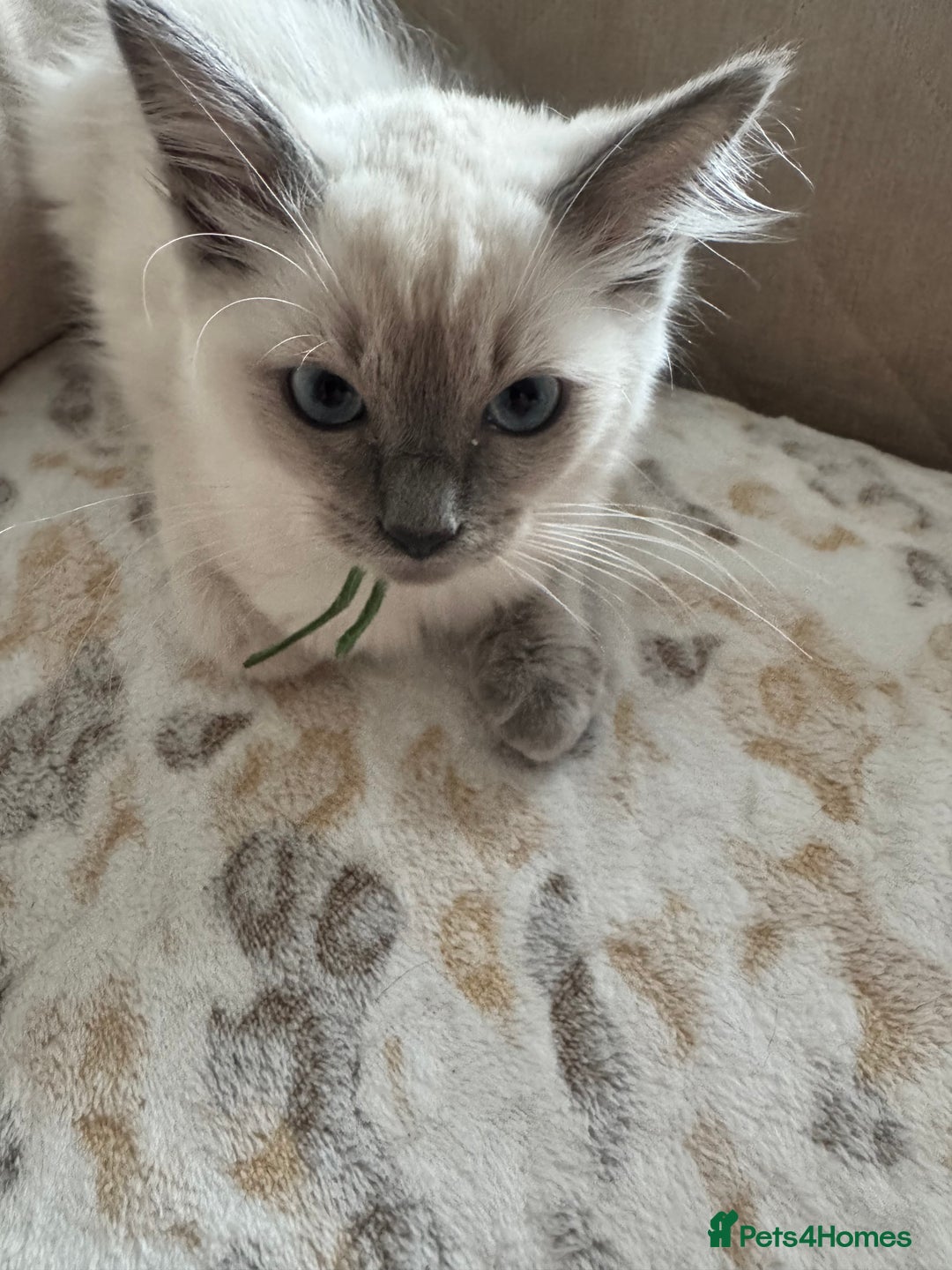 Ragdoll cats for sale: Beautiful Pedigree Ragdolls THREE LEFT  - Image 23