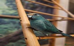 Parakeets birds for sale: Male 4yo Kakariki for sale - Image 2