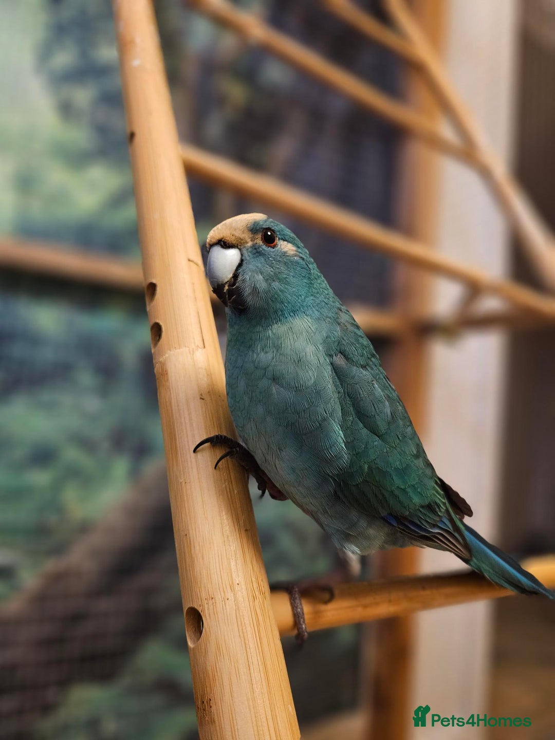 Parakeets birds for sale: Male 4yo Kakariki for sale - Image 2
