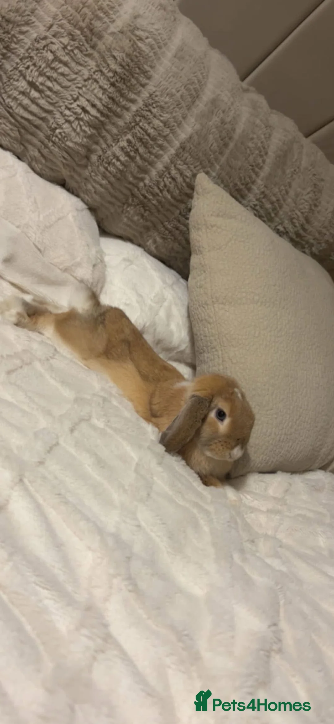Mini Lop rabbits for sale: 1 year old male Mini lop  in Nottingham - Advert 9
