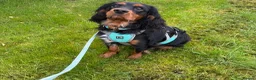 Cavalier King Charles Spaniel dogs for sale: Stunning KC male Cavalier  - Advert 2