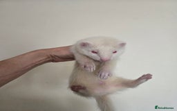 Ferret rodents for sale: Cute pet ferrets, only 2 left - Image 2