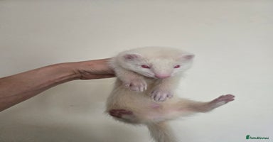 Ferret rodents - Advert 2