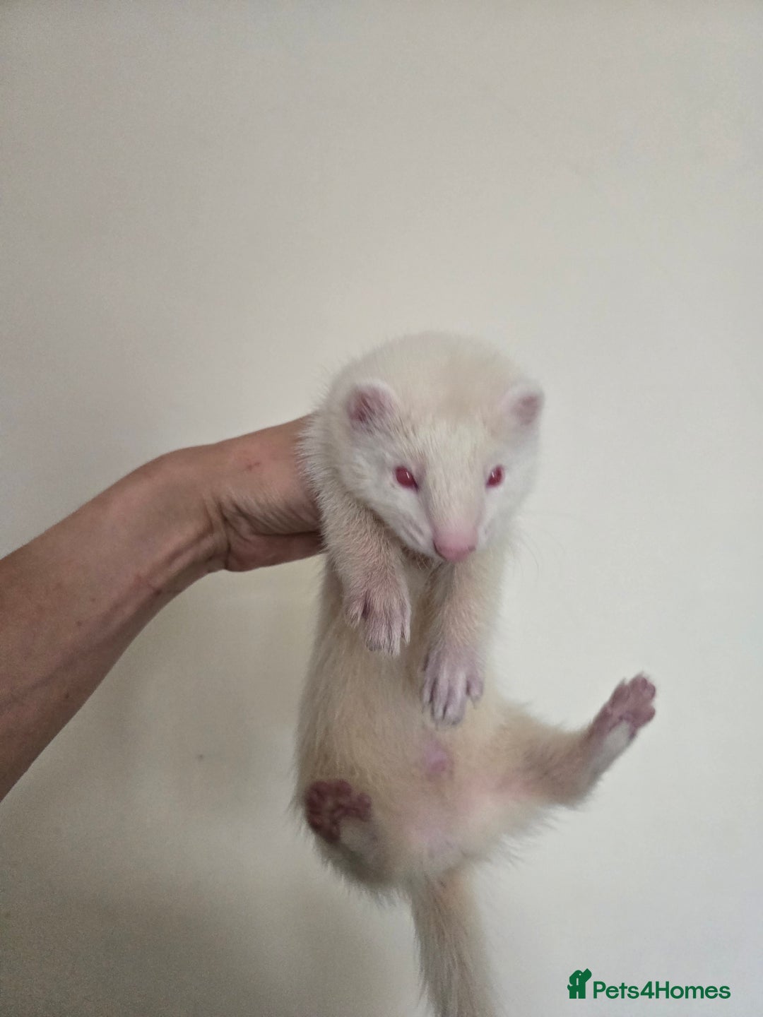 Ferret rodents for sale: Cute pet ferrets, only 2 left - Image 2